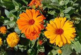 Calendula Pot Marigold - 1L Medium Pot