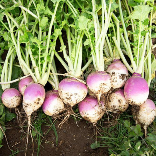 Purple Top Turnip - 1kg