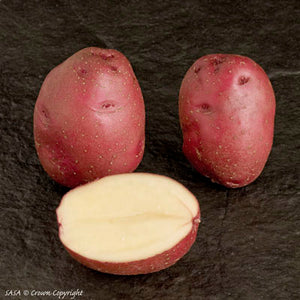 Duke of York RED Seed Potato (1st E) - 25 kg