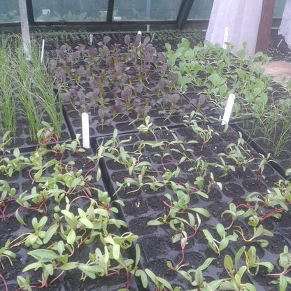 70 L Múirín Ilchuspóireach