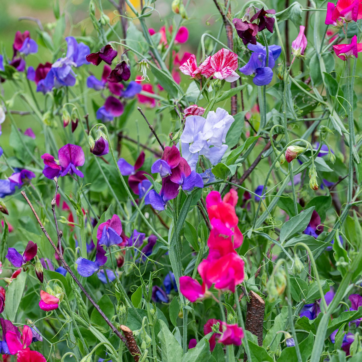 Sweet Pea 'Heirloom Mix' - 9cm Pot