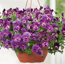 Load image into Gallery viewer, Pansy Viola &#39;Raspberry&#39; bedding plants
