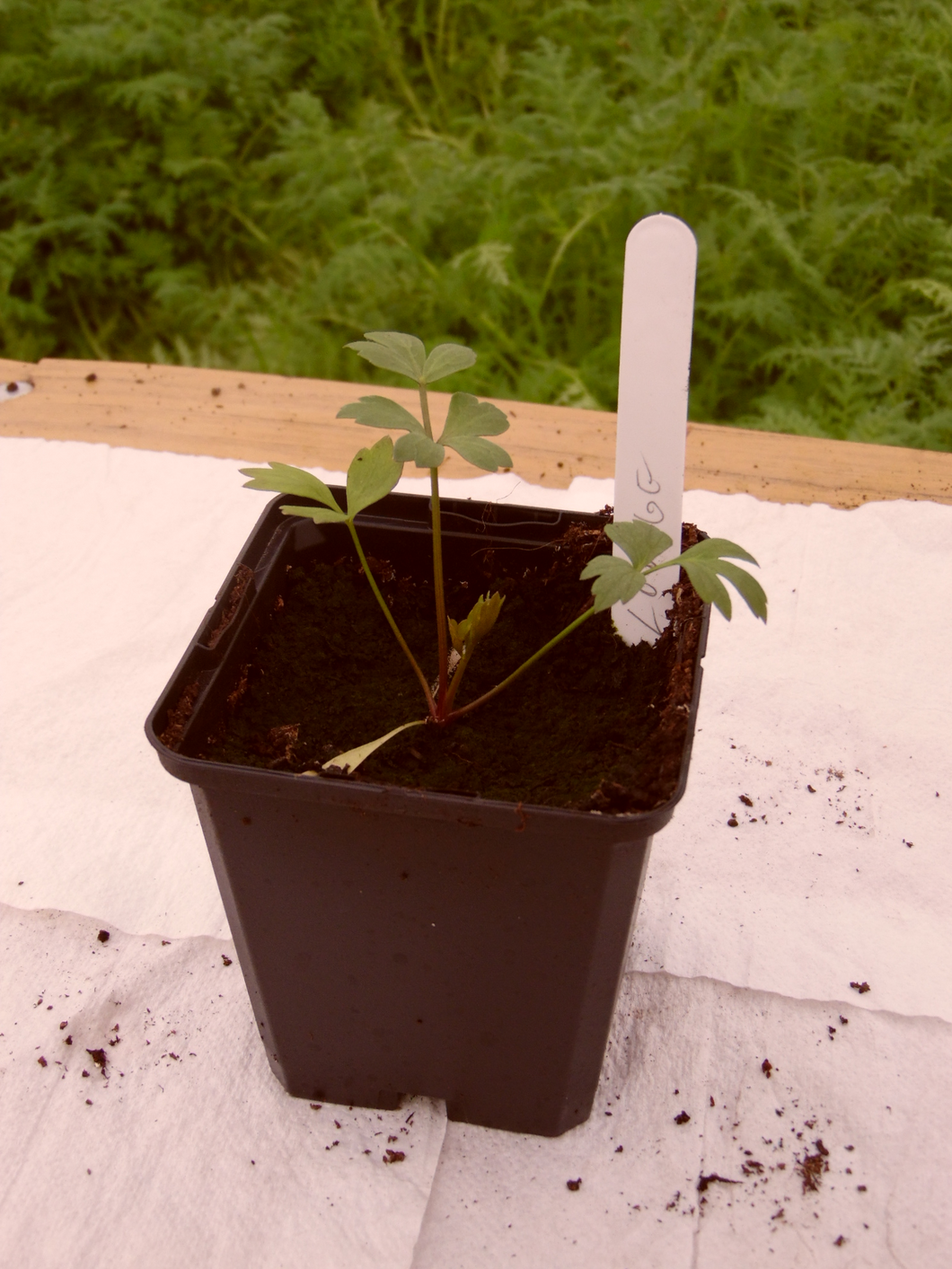 Lovage Common - Herb Plant - 9cm pot