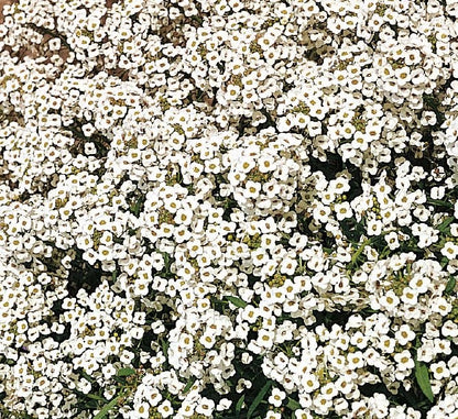 Alyssum Snow Cloth - Flower Plant - 6pk