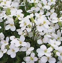 Arabis Alpina - 6 Pack