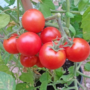Cherry Tomato 'Tumbler'