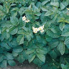 Load image into Gallery viewer, British Queen Seed Potato (2nd E) - 25 kg
