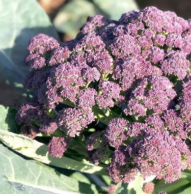 Broccoli Purple Sprouting Early- 1kg