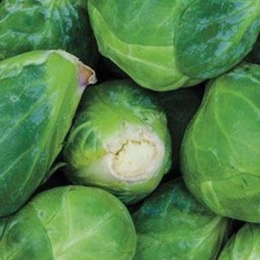 Brussel Sprouts - Groninger - Bareroot Plant - Batch of 6