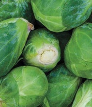 Load image into Gallery viewer, Brussel Sprouts - Groninger - Bareroot Plant - Batch of 6
