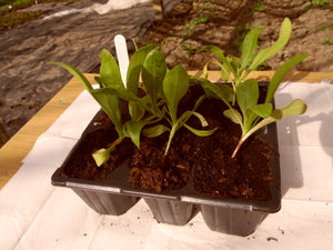 Calendula Kinglet Formula Mixed - Flower Plant - 6pk