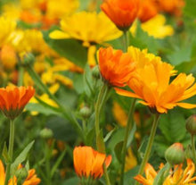 Load image into Gallery viewer, Calendula &#39;Pacific Beauty&#39; - Flower Plant - 6pk
