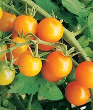 Load image into Gallery viewer, Tomato Golden Cherry - Plant - 9cm pot
