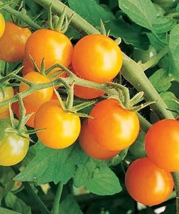 Tomato Golden Cherry - Plant - 9cm pot