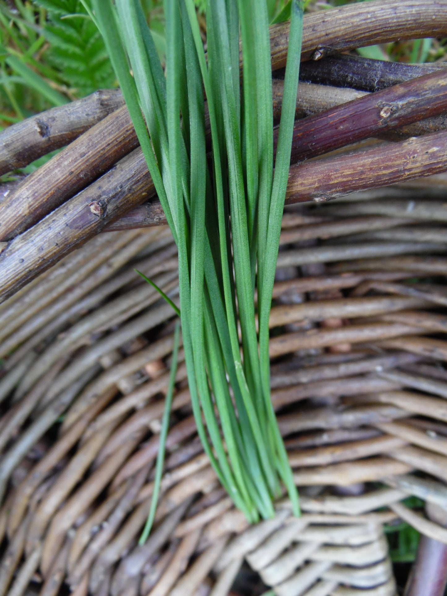 Garlic Chives - 25g