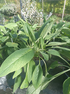 Comfrey Common - Herb Plant - 2L Large pot