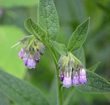 Load image into Gallery viewer, Comfrey Common - Herb Plant - 2L Large pot
