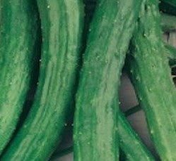 Cucumber Kalunga - Gléasra - Pota Mór