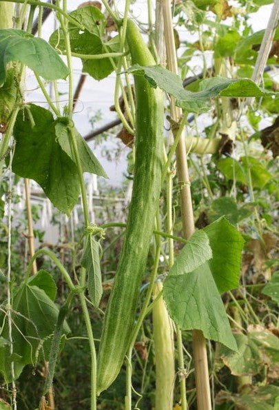 Cucumber Kalunga - Gléasra - Pota Mór