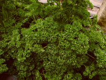 Load image into Gallery viewer, Curly Parsley - 25g
