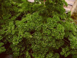Curly Parsley - 25g