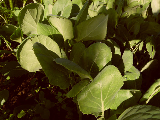 Brussel Sprouts - Early Half Tall - Bareroot Plant - Batch of 6