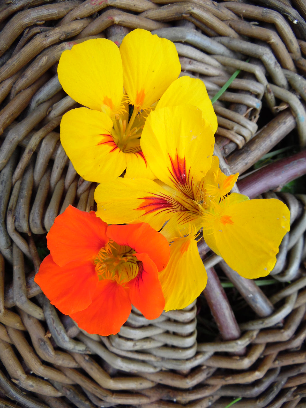 Edible Flowers - 25g