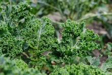 Load image into Gallery viewer, Kale Mixture - Vegetable Plant - 9 Plugs
