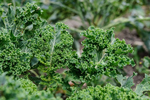 Kale Mixture - Vegetable Plant - 9 Plugs