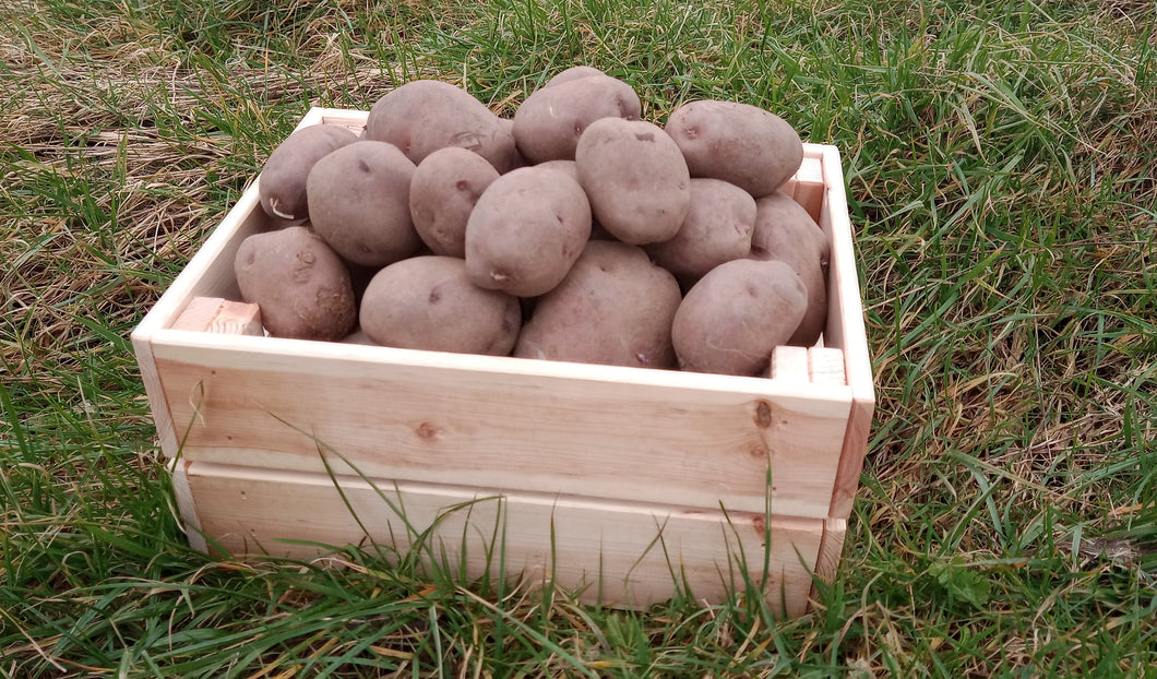 Garden Filler Seed Potato (M C) - 25 kg