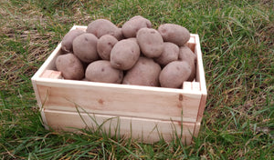 Garden Filler Seed Potato (M C) - 2 kg