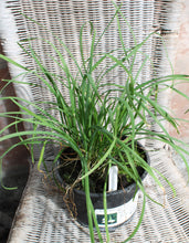 Load image into Gallery viewer, Garlic Chives - Vegetable Plant - 2L Large Pot
