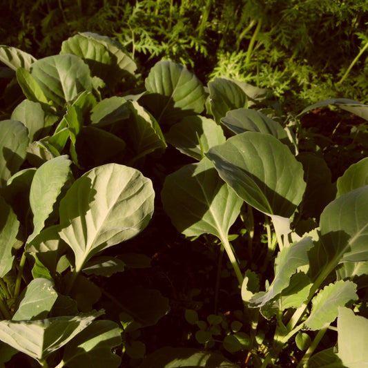 Cabbage Leaves - 1kg - Restaurants 2026