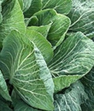Load image into Gallery viewer, Cabbage - Gort a&#39;Choirce - Bareroot Plant - Batch of 6
