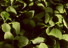 Load image into Gallery viewer, Cabbage - Greyhound (York) - Bareroot Plant - Batch of 6
