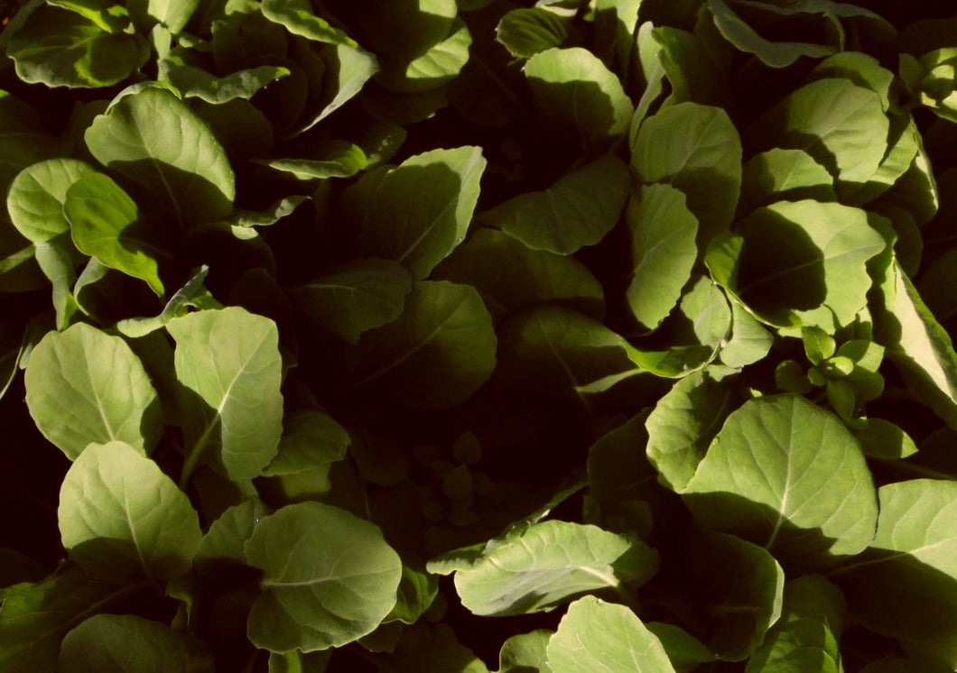 Cabbage - Greyhound (York) - Bareroot Plant - Batch of 6