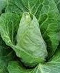 Load image into Gallery viewer, Cabbage - Greyhound (York) - Bareroot Plant - Batch of 6
