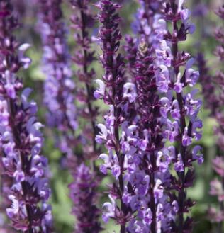 Hyssop - Herb Plant - 2L Lrg Pot