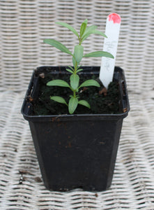 Hyssop - Herb Plant - 9cm Pot