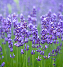Load image into Gallery viewer, Lavender  - Herb Plant - Large pot
