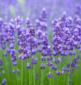 Lavender  - Herb Plant - 1L pot