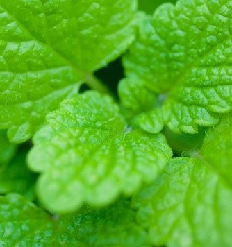 Lemon Balm - Herb Plant - 2L Large Pot