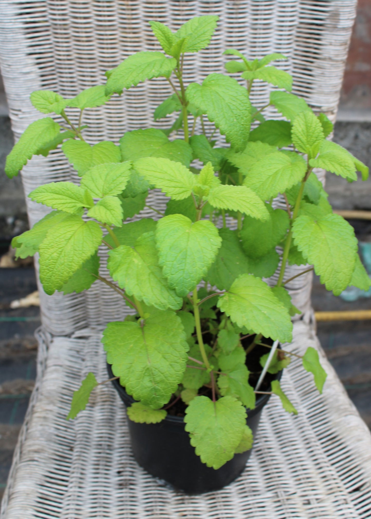 Lemon Balm - Herb Plant - 2L Large Pot
