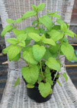 Load image into Gallery viewer, Lemon Balm - Herb Plant - 2L Large Pot
