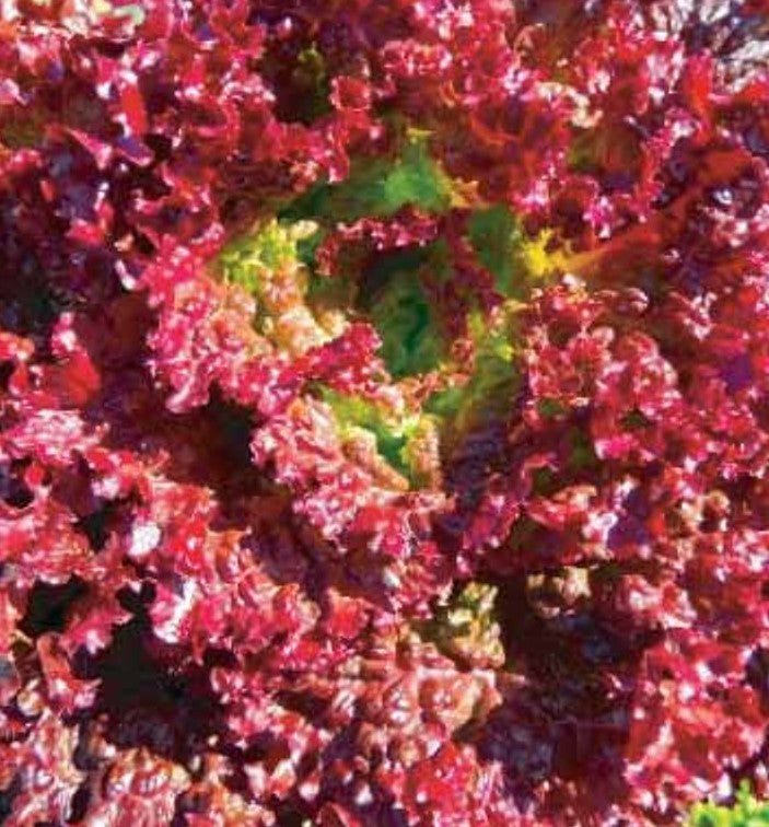 Lettuce Lollo Rossa - Vegetable Plant - 9 Plugs