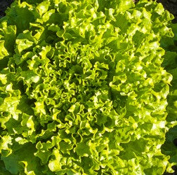 Lettuce Lollo Bionda - Vegetable Plant - 9 Plugs