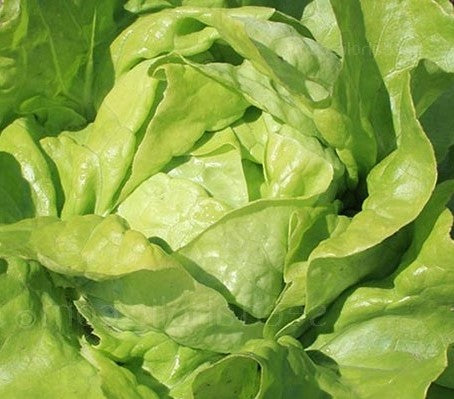 Lettuce Suzan - Vegetable Plant - 9 Plugs
