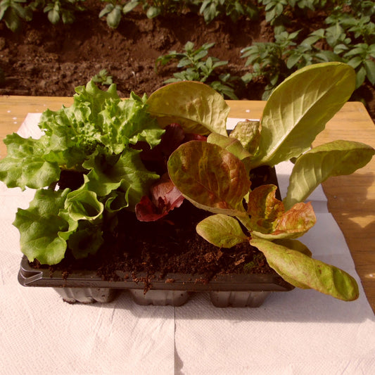 Lettuce Mixed - Vegetable Plant - 9 plugs