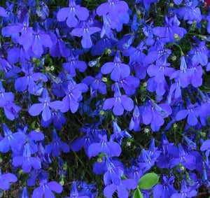 Lobelia Crystal Palace Blue - Flower Plant - 6pk
