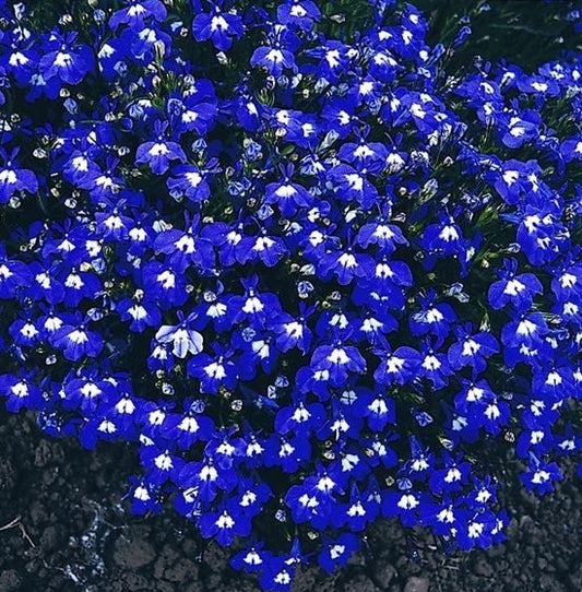 Lobelia Mrs Clibran - 6 Pack